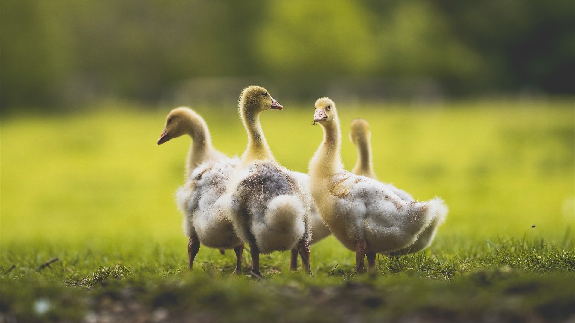 国足落点传球与球员跑位默契度对比，国足点球踢飞