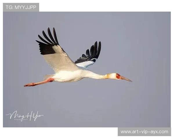 鄱阳湖划船赛,水上运动的魅力无限,鄱阳湖能划船吗 鄱阳湖划船赛,水上运动的魅力无限,鄱阳湖能划船吗
